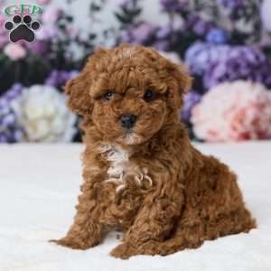 Toby, Miniature Poodle Puppy